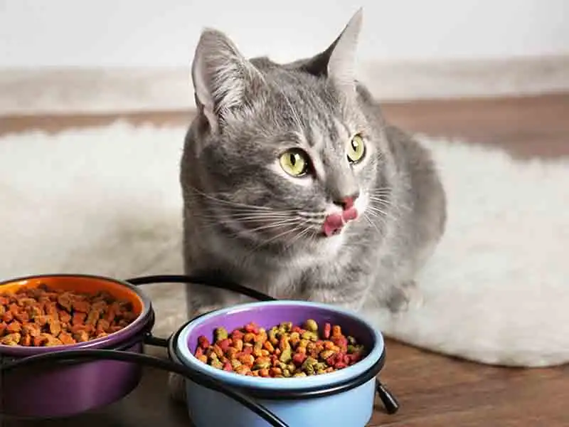 Dry cat food for cats | cat dry food